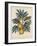 Breadfuit (Artocarpus Incisu), C1798-null-Framed Giclee Print