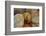 Breads at a Farmer's Market in Savannah, Georgia, USA-Joanne Wells-Framed Photographic Print