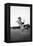 Breaking in a Pony-Mario de Biasi-Framed Premier Image Canvas