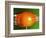 Breaking Tangerine-Alan Sailer-Framed Photographic Print