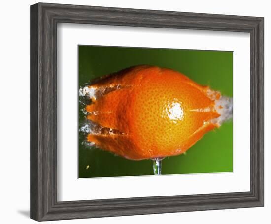 Breaking Tangerine-Alan Sailer-Framed Photographic Print