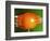 Breaking Tangerine-Alan Sailer-Framed Photographic Print