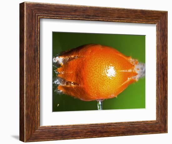 Breaking Tangerine-Alan Sailer-Framed Photographic Print