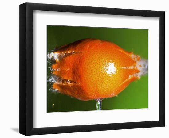 Breaking Tangerine-Alan Sailer-Framed Photographic Print