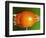 Breaking Tangerine-Alan Sailer-Framed Photographic Print