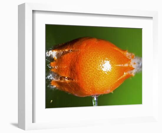 Breaking Tangerine-Alan Sailer-Framed Photographic Print