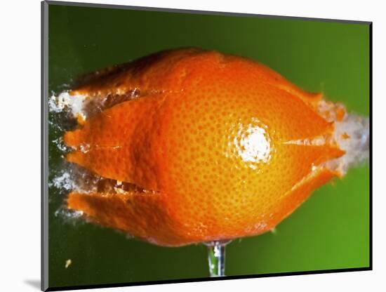 Breaking Tangerine-Alan Sailer-Mounted Photographic Print