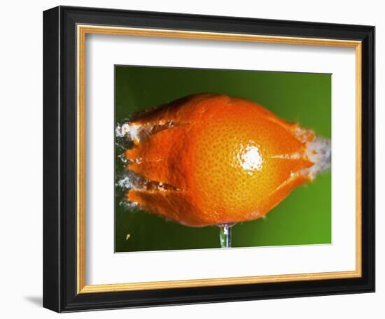 Breaking Tangerine-Alan Sailer-Framed Photographic Print