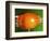 Breaking Tangerine-Alan Sailer-Framed Photographic Print