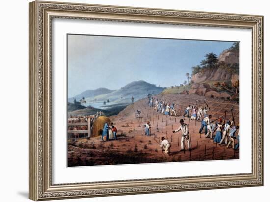 Breaking Up the Land, from 'ten Views in the Island of Antigua', 1823-William Clark-Framed Giclee Print