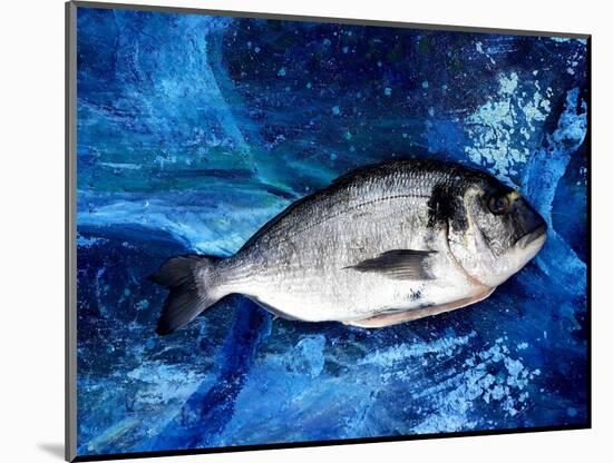 Bream, Fish, on Canvas-jocasta shakespeare-Mounted Giclee Print