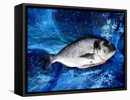 Bream, Fish, on Canvas-jocasta shakespeare-Framed Premier Image Canvas