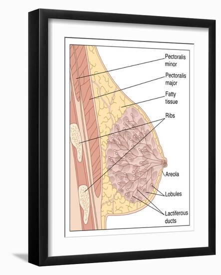 Breast Anatomy, Artwork-Peter Gardiner-Framed Photographic Print