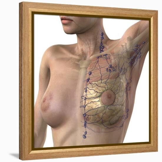 Breast Lymphatic System, Artwork-null-Framed Premier Image Canvas