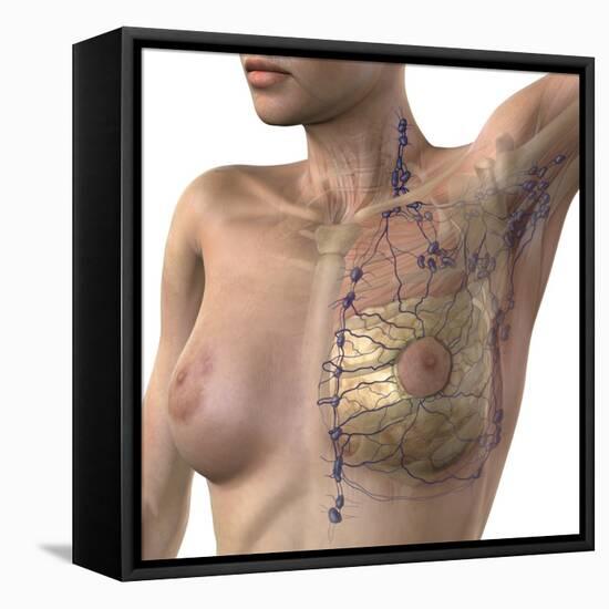 Breast Lymphatic System, Artwork-null-Framed Premier Image Canvas