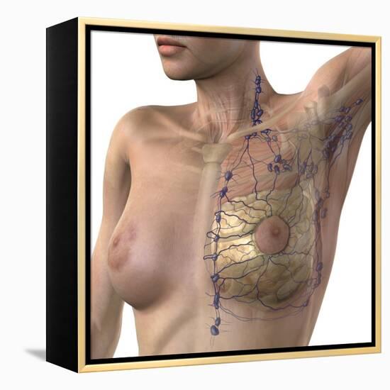Breast Lymphatic System, Artwork-null-Framed Premier Image Canvas