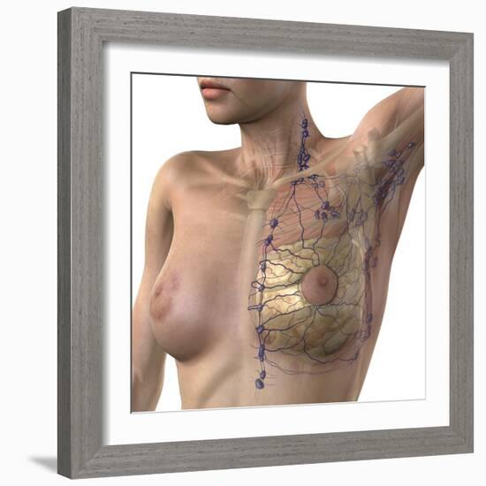 Breast Lymphatic System, Artwork-null-Framed Premium Photographic Print