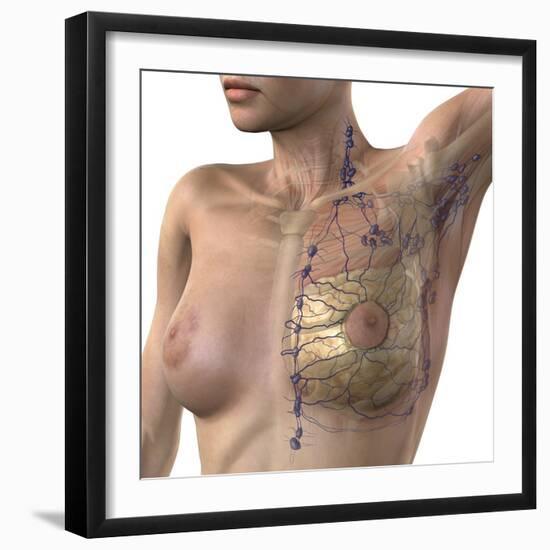 Breast Lymphatic System, Artwork-null-Framed Premium Photographic Print