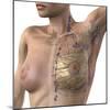 Breast Lymphatic System, Artwork-null-Mounted Premium Photographic Print