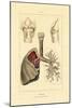 Breathing, 1833-39-null-Mounted Giclee Print