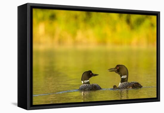 Breeding Pair of Common Loon Birds and Chick on Beaver Lake, Whitefish, Montana, USA-Chuck Haney-Framed Premier Image Canvas