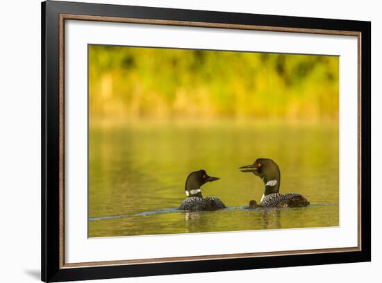 Breeding Pair of Common Loon Birds and Chick on Beaver Lake, Whitefish, Montana, USA-Chuck Haney-Framed Photographic Print