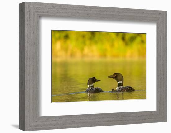 Breeding Pair of Common Loon Birds and Chick on Beaver Lake, Whitefish, Montana, USA-Chuck Haney-Framed Photographic Print