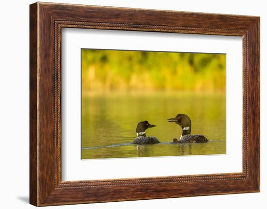 Breeding Pair of Common Loon Birds and Chick on Beaver Lake, Whitefish, Montana, USA-Chuck Haney-Framed Photographic Print