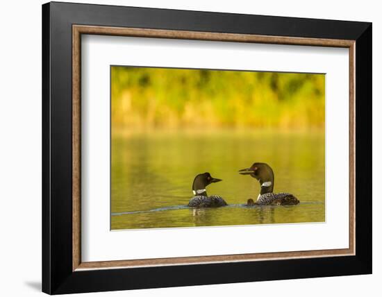 Breeding Pair of Common Loon Birds and Chick on Beaver Lake, Whitefish, Montana, USA-Chuck Haney-Framed Photographic Print