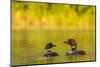 Breeding Pair of Common Loon Birds and Chick on Beaver Lake, Whitefish, Montana, USA-Chuck Haney-Mounted Photographic Print