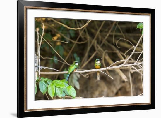 Breeding pair of green-tailed jacamars rest together along a river in the Pantanal, Brazil-James White-Framed Premium Photographic Print