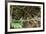 Breeding pair of green-tailed jacamars rest together along a river in the Pantanal, Brazil-James White-Framed Premium Photographic Print