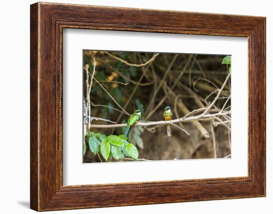 Breeding pair of green-tailed jacamars rest together along a river in the Pantanal, Brazil-James White-Framed Photographic Print