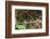 Breeding pair of green-tailed jacamars rest together along a river in the Pantanal, Brazil-James White-Framed Photographic Print