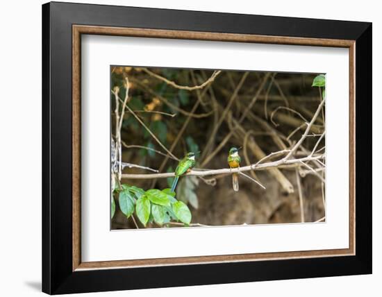 Breeding pair of green-tailed jacamars rest together along a river in the Pantanal, Brazil-James White-Framed Photographic Print