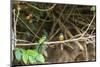 Breeding pair of green-tailed jacamars rest together along a river in the Pantanal, Brazil-James White-Mounted Photographic Print