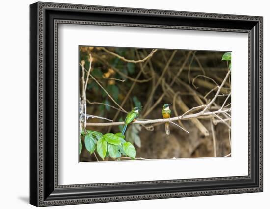 Breeding pair of green-tailed jacamars rest together along a river in the Pantanal, Brazil-James White-Framed Photographic Print