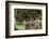 Breeding pair of green-tailed jacamars rest together along a river in the Pantanal, Brazil-James White-Framed Photographic Print