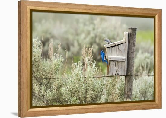 Breeding Pair of Mountain Bluebirds, Mission Valley, Montana, Usa-Chuck Haney-Framed Premier Image Canvas