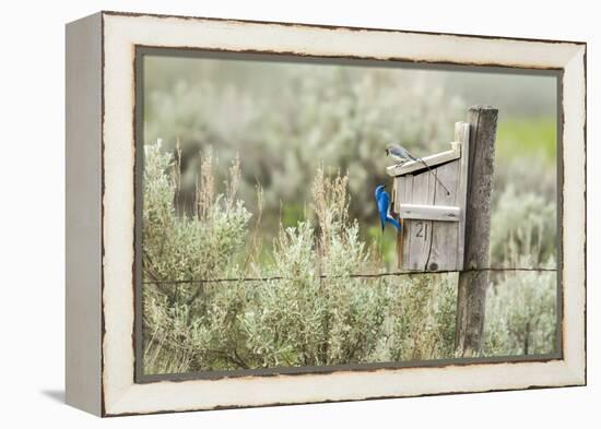 Breeding Pair of Mountain Bluebirds, Mission Valley, Montana, Usa-Chuck Haney-Framed Premier Image Canvas