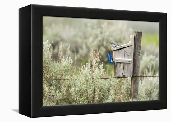 Breeding Pair of Mountain Bluebirds, Mission Valley, Montana, Usa-Chuck Haney-Framed Premier Image Canvas