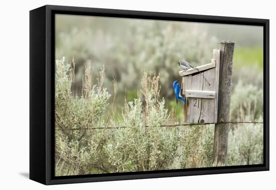 Breeding Pair of Mountain Bluebirds, Mission Valley, Montana, Usa-Chuck Haney-Framed Premier Image Canvas