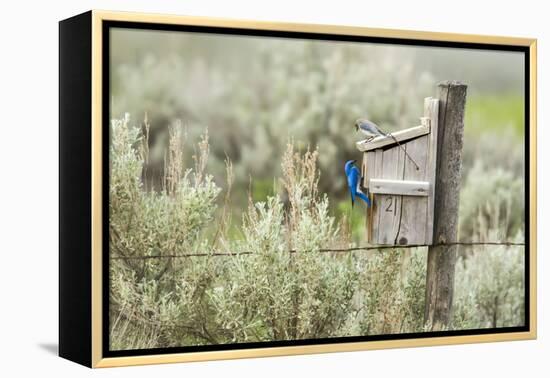 Breeding Pair of Mountain Bluebirds, Mission Valley, Montana, Usa-Chuck Haney-Framed Premier Image Canvas