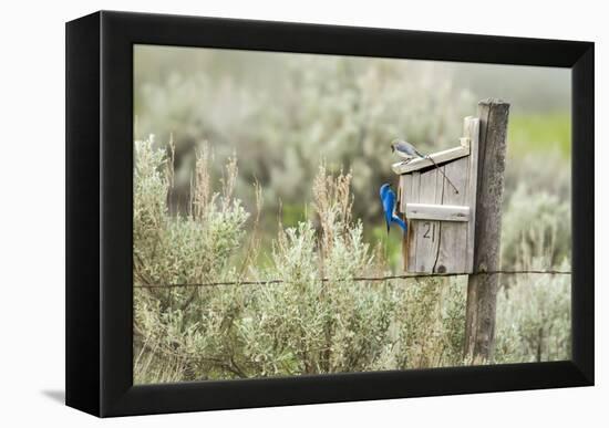 Breeding Pair of Mountain Bluebirds, Mission Valley, Montana, Usa-Chuck Haney-Framed Premier Image Canvas