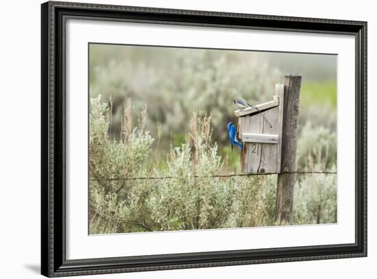 Breeding Pair of Mountain Bluebirds, Mission Valley, Montana, Usa-Chuck Haney-Framed Photographic Print