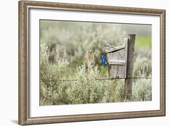 Breeding Pair of Mountain Bluebirds, Mission Valley, Montana, Usa-Chuck Haney-Framed Photographic Print