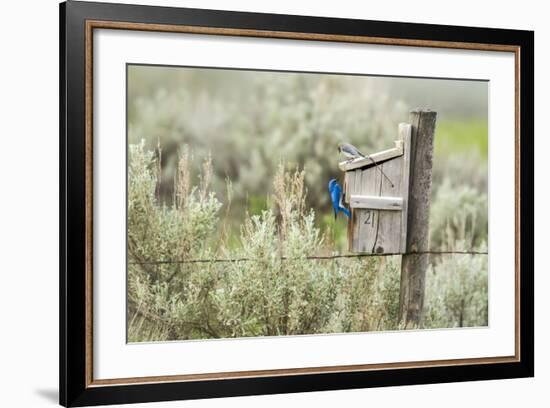 Breeding Pair of Mountain Bluebirds, Mission Valley, Montana, Usa-Chuck Haney-Framed Photographic Print