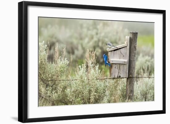 Breeding Pair of Mountain Bluebirds, Mission Valley, Montana, Usa-Chuck Haney-Framed Photographic Print