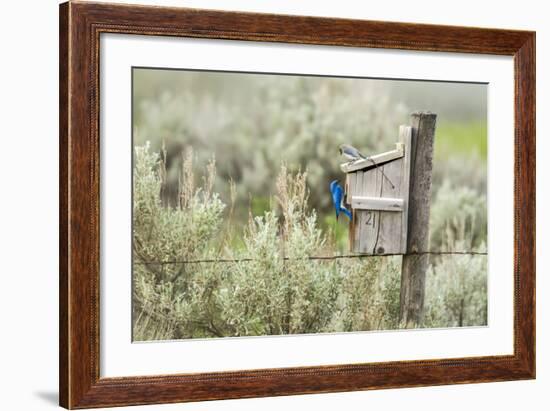 Breeding Pair of Mountain Bluebirds, Mission Valley, Montana, Usa-Chuck Haney-Framed Photographic Print