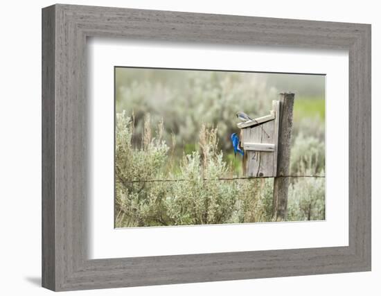 Breeding Pair of Mountain Bluebirds, Mission Valley, Montana, Usa-Chuck Haney-Framed Photographic Print